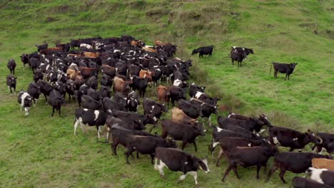 New-Zealand-herd-of-beef-cows-in-grass-meadow,-rushing-and-running