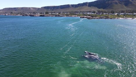 wide aerial view of southern right whale mating group kicking up sediment off hermanus coastline, annual migration of eubalaena australis