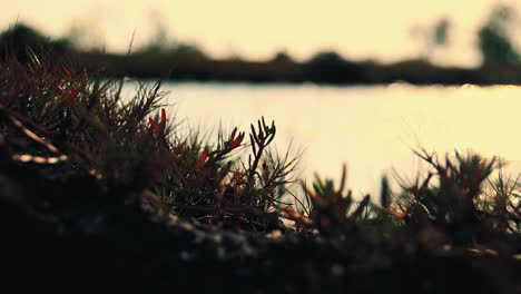 cinematic scenery of glittering water on the lake during a peaceful summer morning