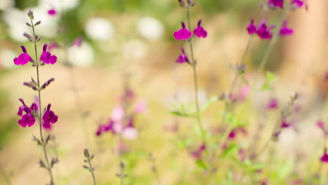 close up of flowers on salvia plant growing outdoors in garden 4