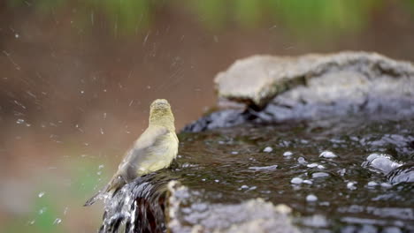 Zeitlupe-Eines-Kleinen-Stieglitzes,-Der-In-Einem-Brunnen-Planscht