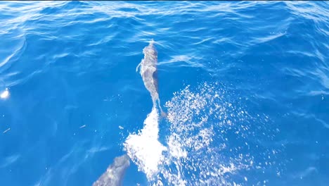 a pod of playful dolphins swimming, jumping and diving just feet away in magical close encounter