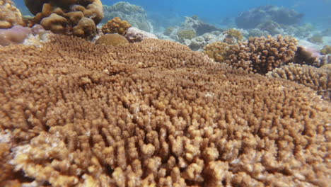 cinematic slow motion shot moving over bright and colorful corals tilting up in clear and bright waters with fish swimming around in 4k, slomo