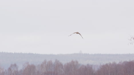 western marsh harrier hawk on the hunt flying, sweden, wide shot