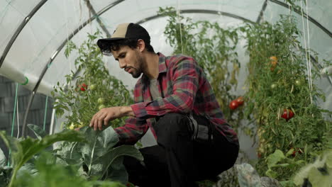 the farmer inspects his tomato crop