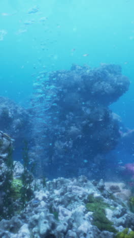 a school of fish swim over a coral reef in the ocean