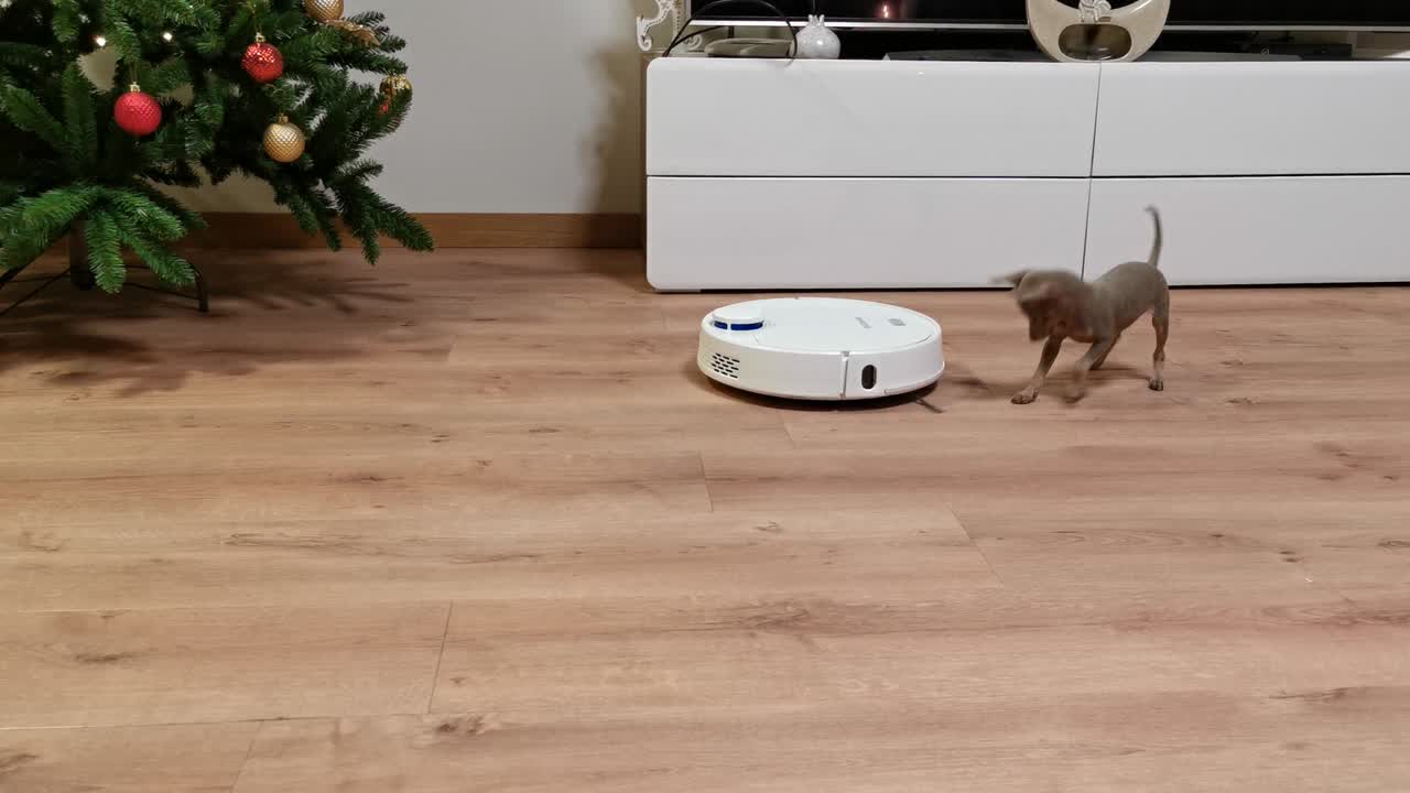 Little cute puppy dog playing with a vacuum cleaner in a room