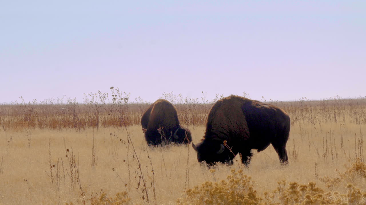 Two Bison Grazing in a Field