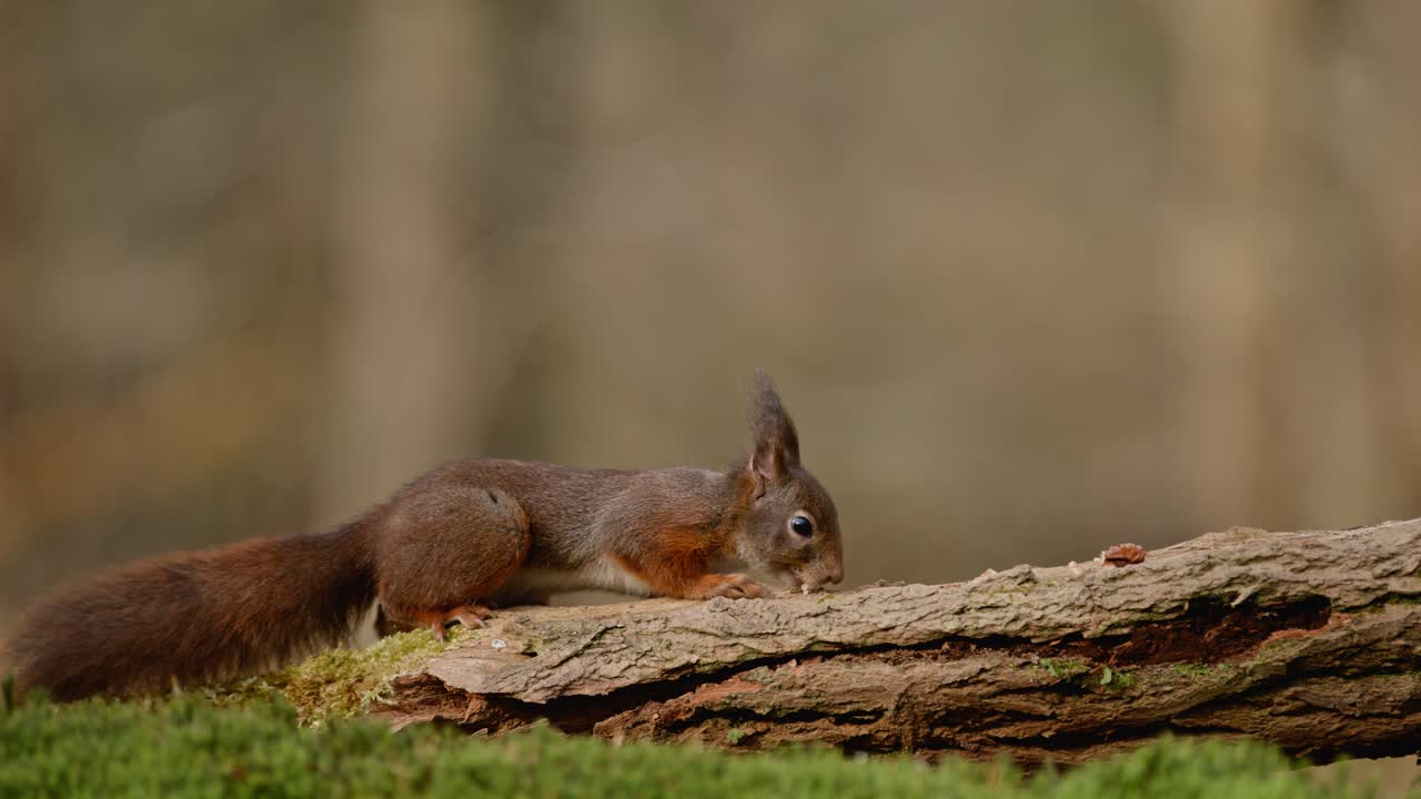 A squirrel sniffing a fallen log in the forest, captured in super slow motion in Clinge, Zeeland