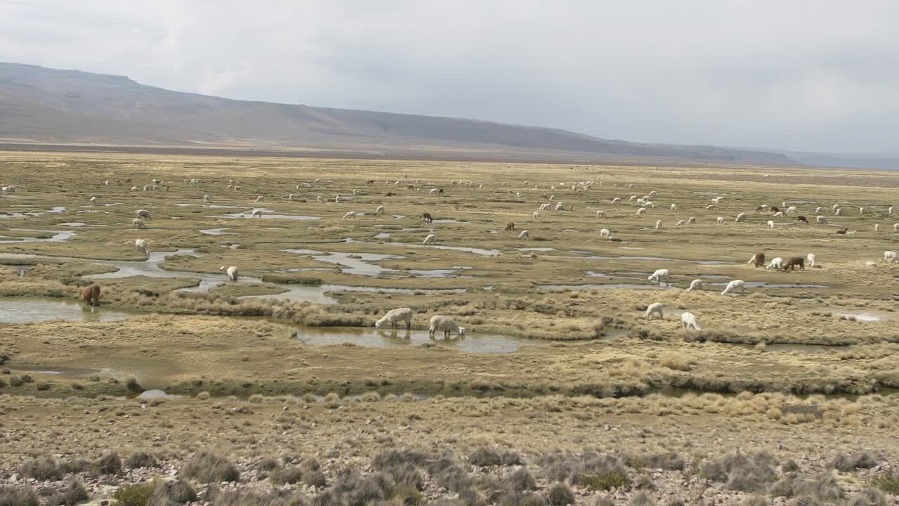Herd of Alpacas Grazing in the Andes Mountains