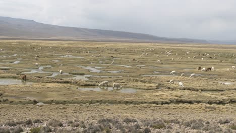 herd of alpacas grazing in the andes mountains