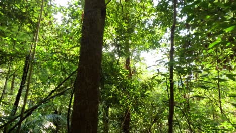 sunlight filtering through dense forest canopy