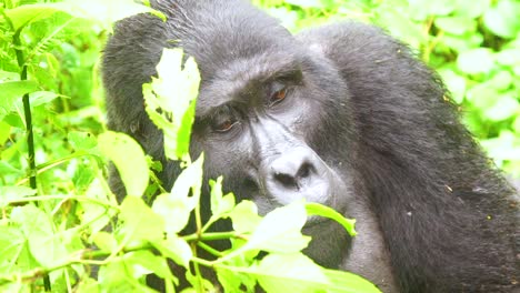 gorila de montaña comiendo vegetación en cámara lenta en la selva tropical de virunga de uganda 5
