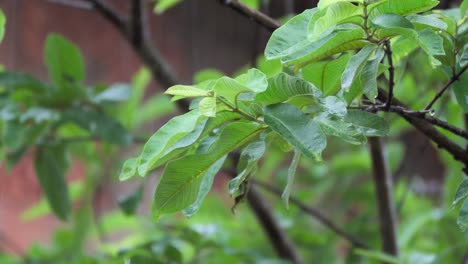 Gotas-De-Lluvia-Hojas-Primer-Plano