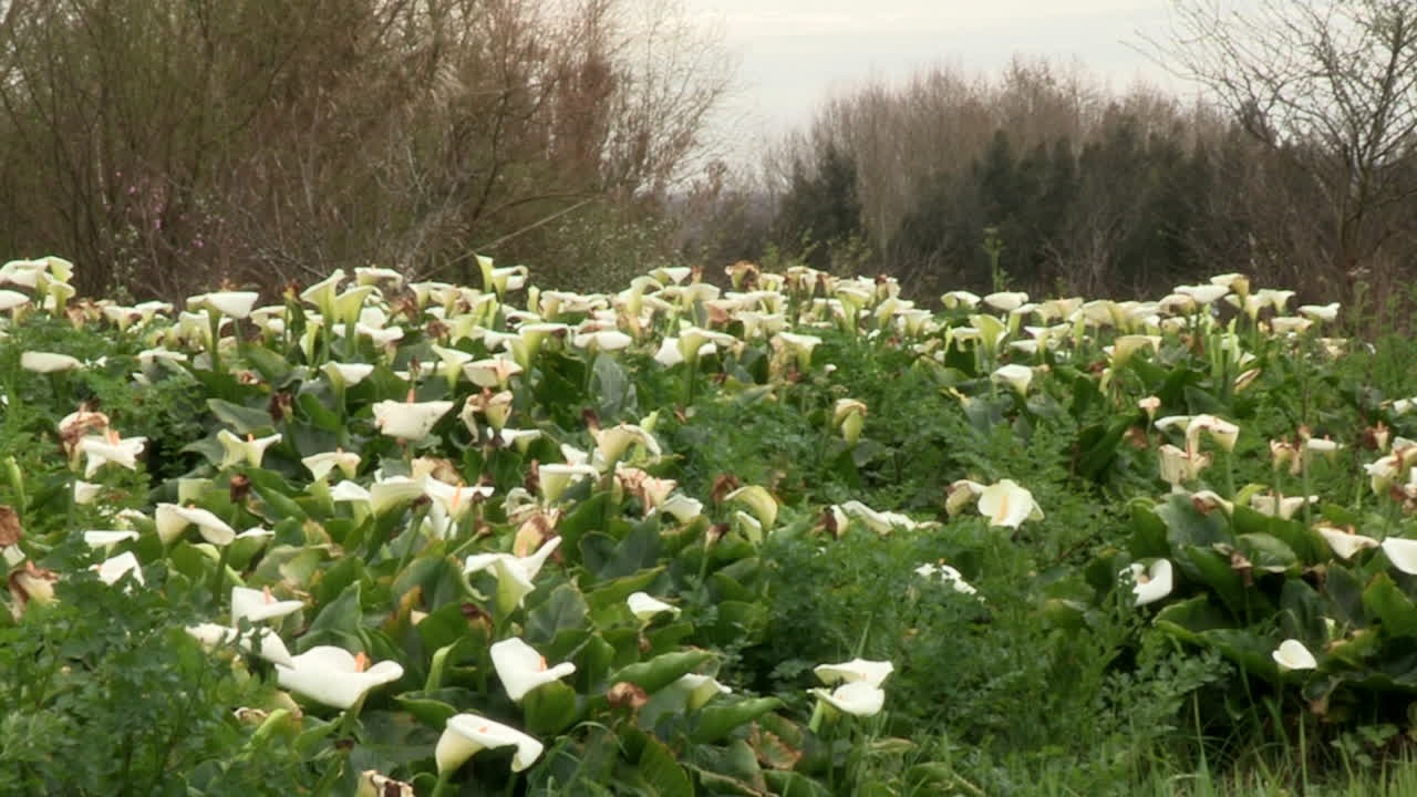 muchas flores de los cántaros de campo