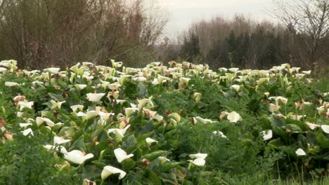 Muchas-Flores-De-Los-Cántaros-De-Campo