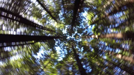 swirling trees