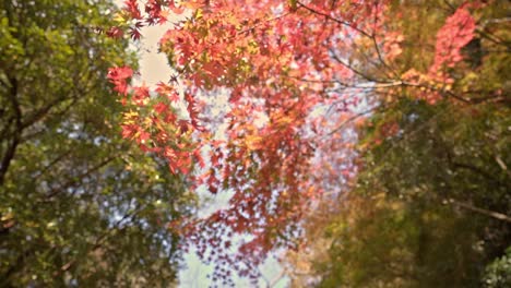 looking up on beautiful red leaves of maple tree in forest