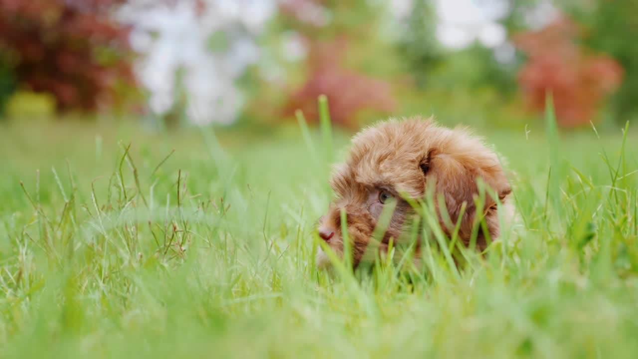 강아지는 잔디에서 리를 흔들며 놀고 있다.