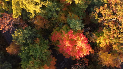 Vista-De-Pájaro-Volando-Directamente-Sobre-Las-Copas-De-Los-árboles-De-Un-Impresionante-Bosque-De-Colores-Otoñales