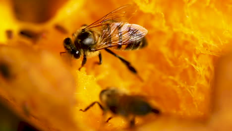 bee keeping food, processing into honey, from the mango, in tropical forest