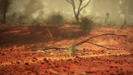 red dirt outback landscape