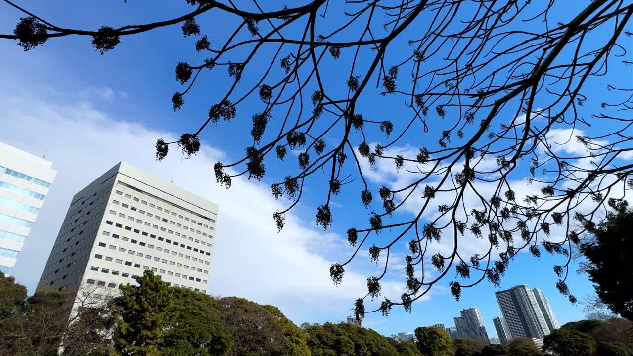 A view of Hama Rikyu Gardens showing bare branches, modern buildings, and clear skies
