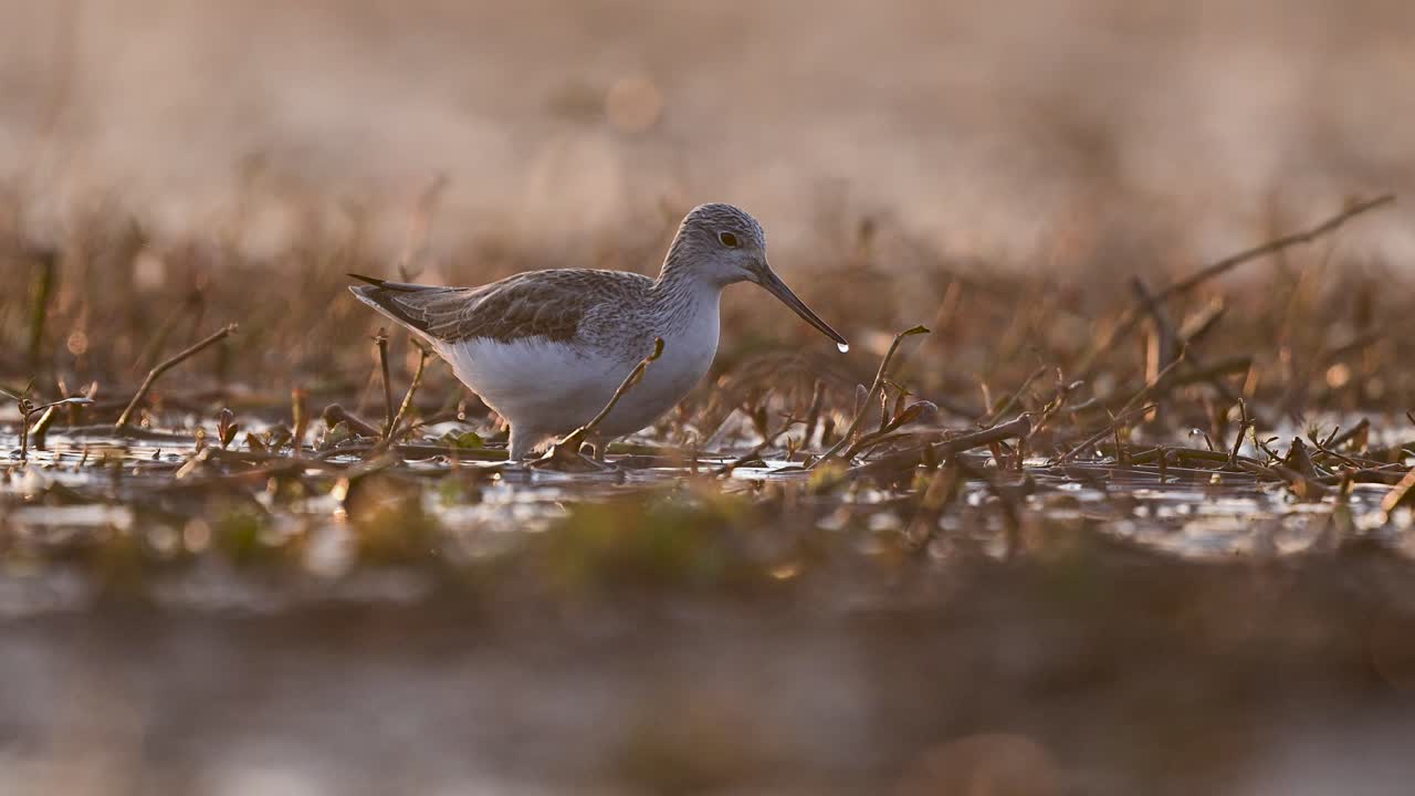 L'heure dorée confère une qualité éthérée aux images de ces échassiers élégants dans leur habitat naturel.