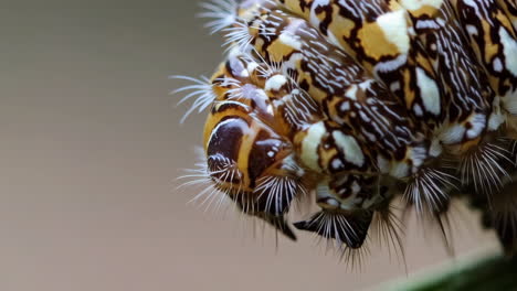 caterpillar macro close-up