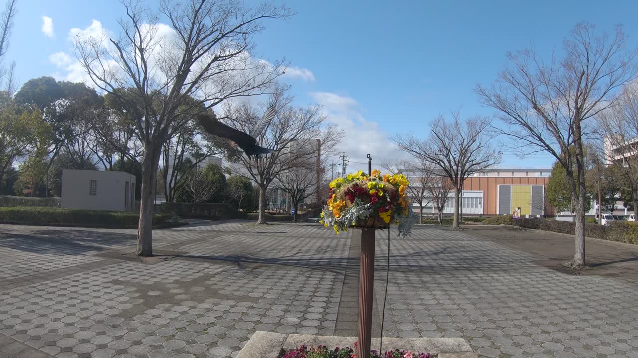 일반적인 검은 까마귀는 주거용 일본 공원에서 꽃 바구니에서 날아갑니다.