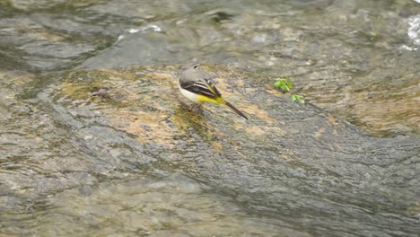 grey wagtail bird feeds on a brook standing in shallow running stream water pecking underwater algae or small organisms with beak - closeup