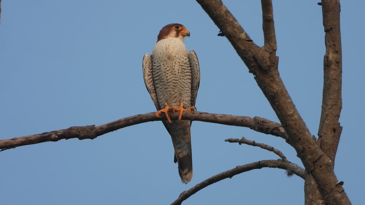 halcón peregrino en el árbol - vida silvestre