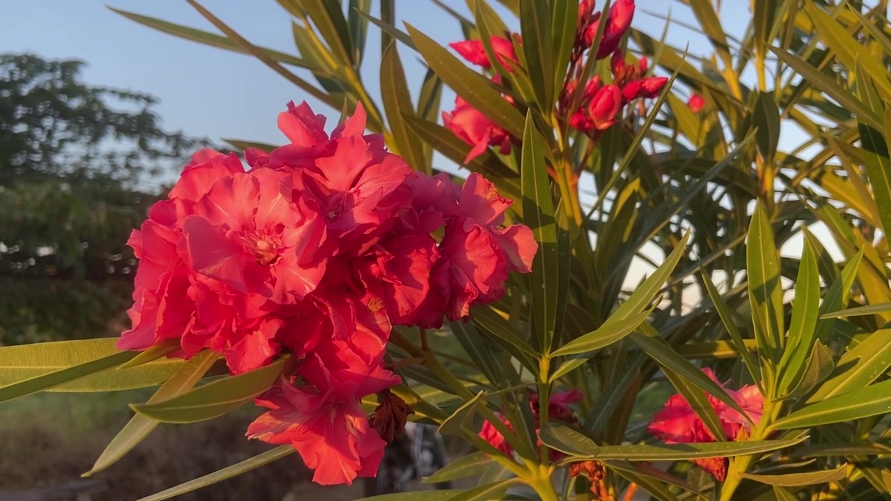 Bunga Oleander Merah Muda Cerah Mekar di Bawah Sinar Matahari Senja Keemasan