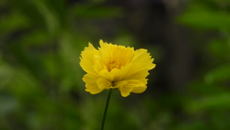 Amur-Adonis-Schöne-Blüten-Gelb-grün