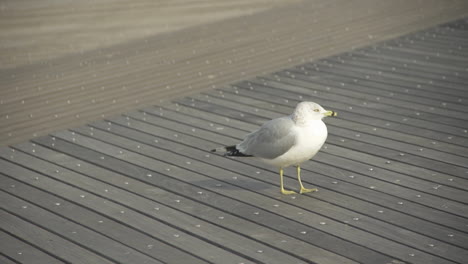 seagull on coney island boardwalk