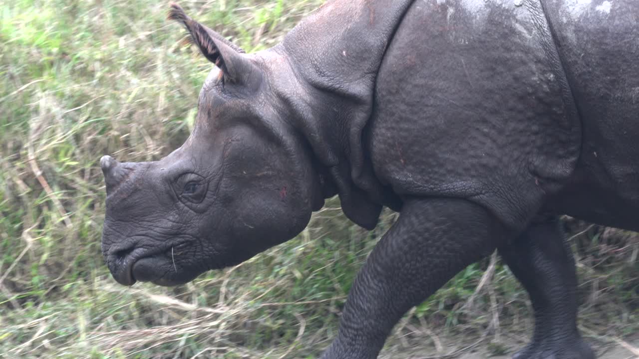 네팔의 치트완 국립공원에서 강둑을 따라 걷고 있을 때 멸종 위기에 처한 뿔 달린 코뿔소 머리에 총을 맞았습니다.