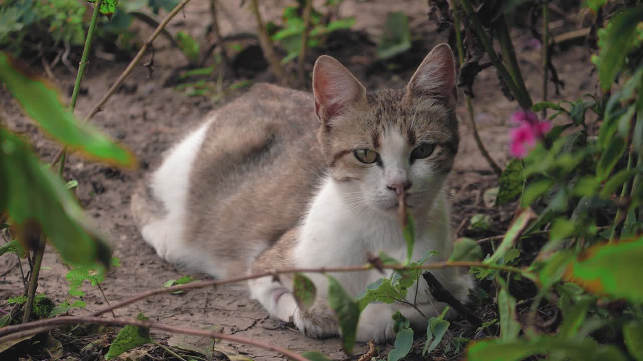 Static shot of a grey-white cat chilling in the garden on a summer day.