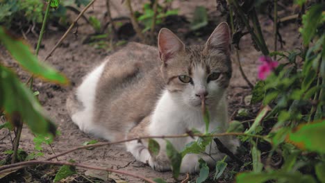 static shot of a grey-white cat chilling in the garden on a summer day.