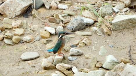 Common-Kingfisher-Bird-Take-Off-from-Stony-Beach--Close-up-profile