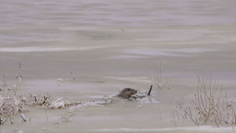 Nutria-Caminando-Sobre-Hielo-Y-Sumergiéndose-En-El-Agujero-De-Hielo