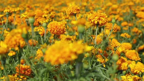 panoramic footage of a marigold flower field