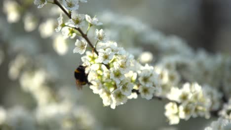 Cute-little-bumblebee-collecting-pollen-from-white-apricot-blossoms-in-full-bloom.