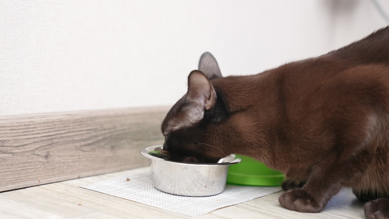 Nice domestic black cat eating from metal plate on the floor. Cute animal chewing his food. White wall backdrop.