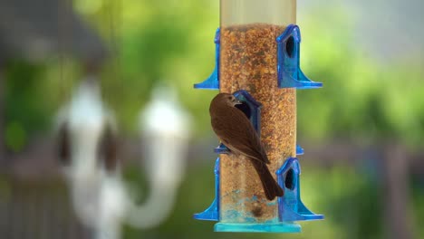 bird eating in slow motion from feeder