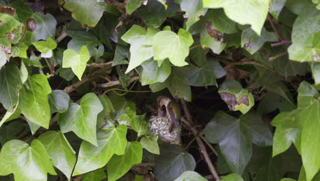 Scintillant-hummingbird--feeding-chicks-on-nest