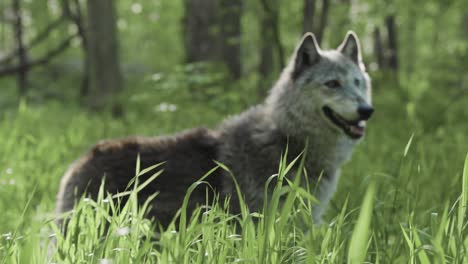 a grey wolf stands calmly in tall green grass, bathed in sunlight and framed by a lush forest in full spring bloom.