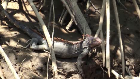 Leguan-Sitzt-In-Der-Sonne-Am-Ufer-Des-Flusses-Tarcoles-In-Costa-Rica