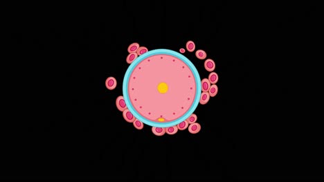 animated sperm swim toward and fertilize a human egg cell, close-up, black background