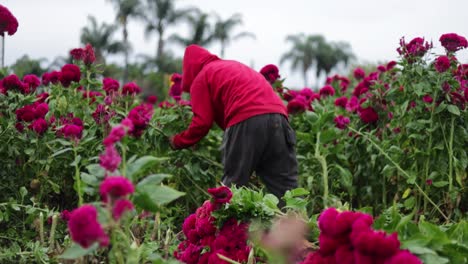 Panoramic-video-of-a-farmer-picking-up-the-best-velvet-flowers,-harvesting-it,-and-making-bouquets-for-the-local-markets