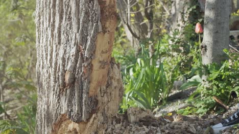 powerful sideways axe swing bouncing off a strong tree trunk